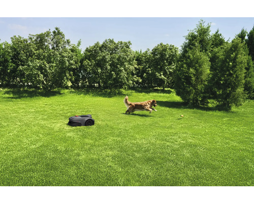 Rasen mit Rasenmähroboter und spielendem Hund