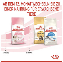 Drei Packungen Royal Canin Katzenfutter, Kitten, Maine Coon und Indoor 27