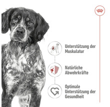 Hund und Informationen zu Unterstützung der Muskulatur, natürlichen Abwehrkräften und optimaler Gesundheitsförderung