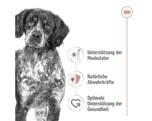 Hund und Informationen zu Unterstützung der Muskulatur, natürlichen Abwehrkräften und optimaler Gesundheitsförderung