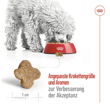 Hundefutter mit angepasster Krokettengröße und Aromen zur Verbesserung der Akzeptanz. Ein Hund frisst aus einem Napf. Nahaufnahme eines einzelnen Futterstücks.