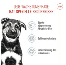 Jede Wachstumsphase hat spezielle Bedürfnisse. Illustration eines Hundewelpen, der starke körpereigene Abwehrkräfte, Gehirnentwicklung und Unterstützung des Mikrobioms benötigt.