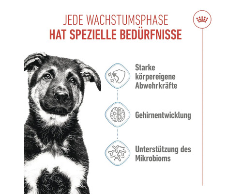 Jede Wachstumsphase hat spezielle Bedürfnisse. Illustration eines Hundewelpen, der starke körpereigene Abwehrkräfte, Gehirnentwicklung und Unterstützung des Mikrobioms benötigt.