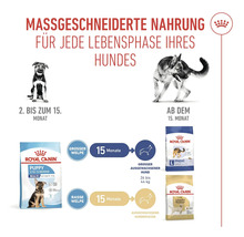 Illustration zur massgeschneiderten Hundeernährung für jede Lebensphase