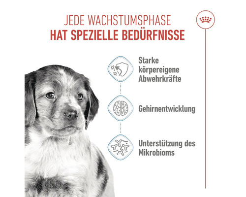 Illustration mit Hundewelpen und Hinweisen zu starker körpereigener Abwehr, Gehirnentwicklung und Unterstützung des Mikrobioms