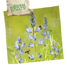 Blühende Lupinen mit Bienen und Mein Bodenschatz Logo