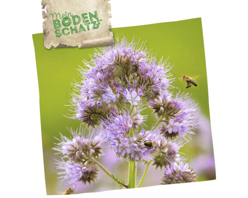 Nahaufnahme von Phacelia mit Bienen und Mein Bodenschatz Logo