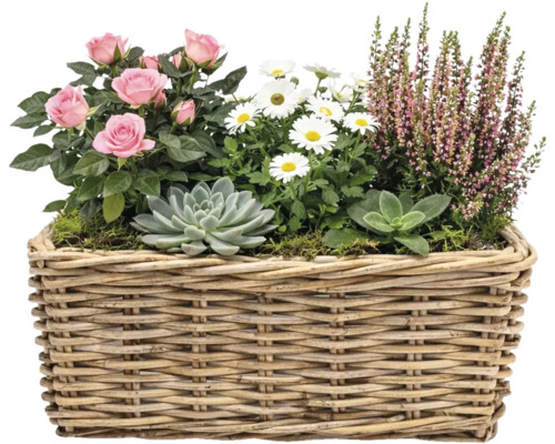 Arrangement floral avec roses, marguerites, bruyère et plantes grasses dans un panier en osier