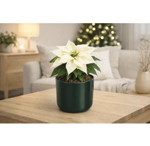 Poinsettia avec bractées blanches dans un pot