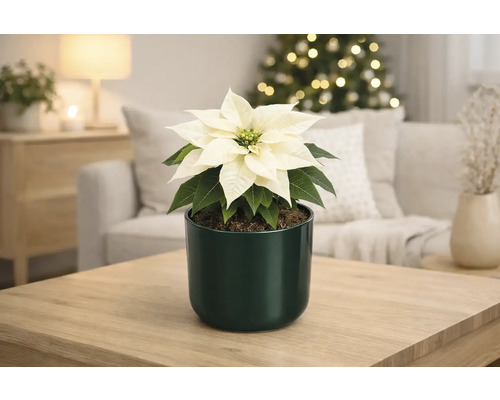 Poinsettia avec bractées blanches dans un pot