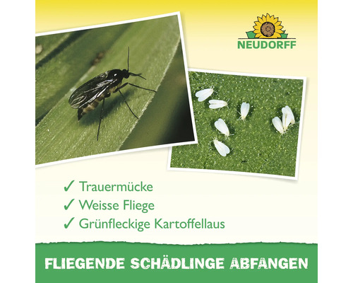 Trauermücke, Weisse Fliege und grünfleckige Kartoffelblattlaus auf Blättern dargestellt. Neudorff Logo.