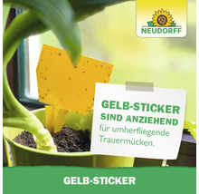 Gelbsticker zur Schädlingsbekämpfung in einem Blumentopf