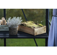 Plante en panier et mousse dans une boîte en bois sur une étagère noire