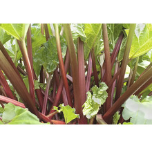 Rhabarberpflanze mit Stielen und Blättern