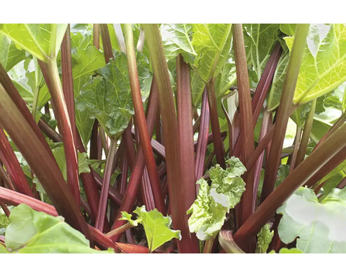 Rhabarberpflanze mit Stielen und Blättern