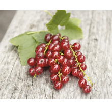 Groseilles rouges sur fond en bois