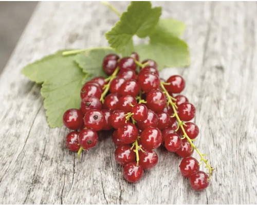 Groseilles rouges sur fond en bois