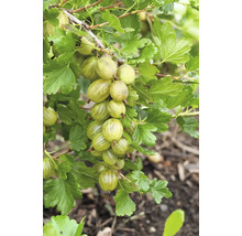 Stachelbeeren am Strauch mit Blättern