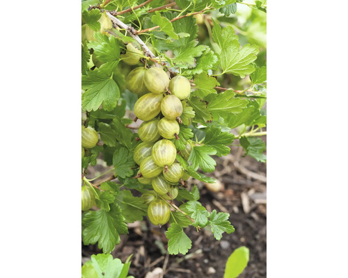 Stachelbeeren am Strauch mit Blättern