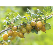 Stachelbeeren an einem Zweig mit Blättern
