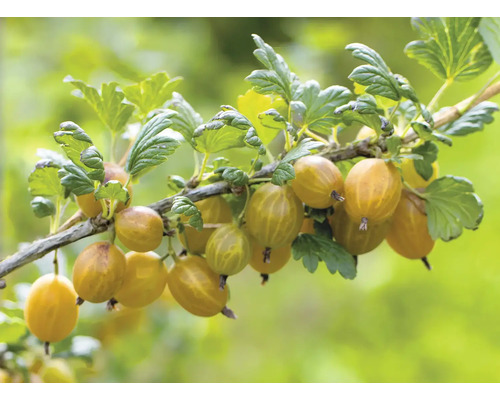 Stachelbeeren an einem Zweig mit Blättern