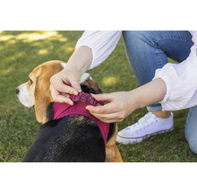 Personne fermant la boucle clipsable d'un harnais pour chien en maille sur un Beagle dans l'herbe.