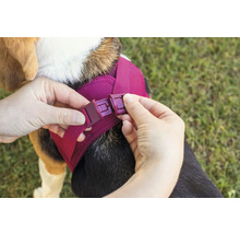 Mains fermant la boucle rapide d'un harnais pour chien en tissu mesh sur le dos d'un chien.