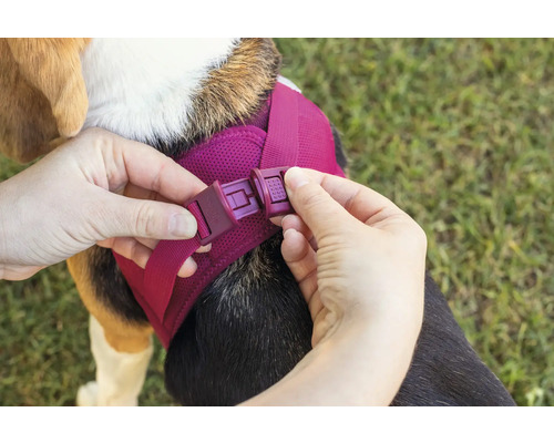 Mains fermant la boucle rapide d'un harnais pour chien en tissu mesh sur le dos d'un chien.