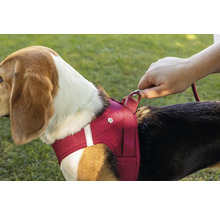 Harnais pour chien en maille rouge sur un chien avec fixation de la laisse par une main.