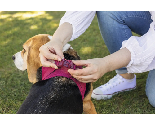 Personne fermant la boucle clipsable d'un harnais pour chien en maille sur un Beagle dans l'herbe.