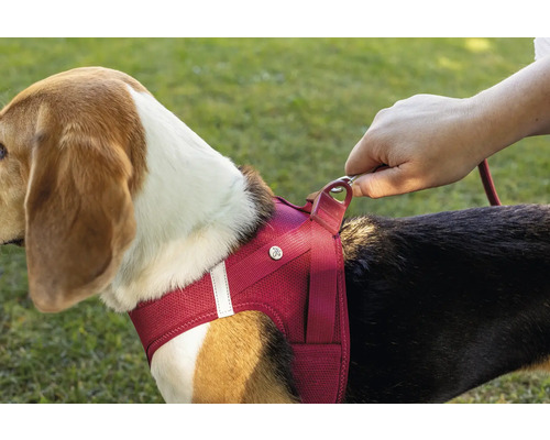 Harnais pour chien en maille rouge sur un chien avec fixation de la laisse par une main.
