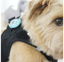 Lampe de sécurité à LED pour chiens fixée sur un harnais pour chien.