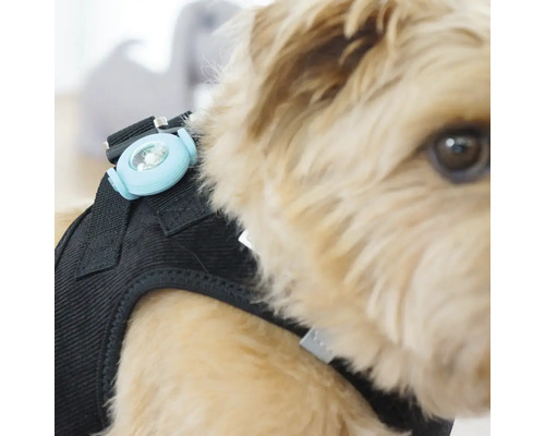 Lampe de sécurité à LED pour chiens fixée sur un harnais pour chien.