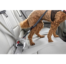 Laisse de sécurité réglable pour chien en voiture, mousqueton fixé à la ceinture de sécurité, chien sur la banquette arrière.
