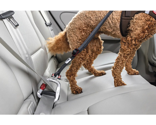 Laisse de sécurité réglable pour chien en voiture, mousqueton fixé à la ceinture de sécurité, chien sur la banquette arrière.