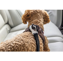Gros plan d un chien avec un harnais de sécurité marron et un mousqueton en métal dans une voiture sur la banquette arrière.
