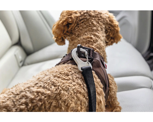 Gros plan d un chien avec un harnais de sécurité marron et un mousqueton en métal dans une voiture sur la banquette arrière.