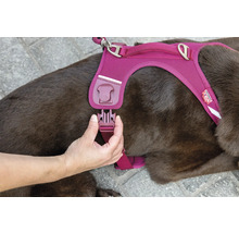 Eine Hand schliesst den Klickverschluss an einem Hundegeschirr aus Mesh-Gewebe, das ein brauner Hund trägt.