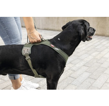 Ein großer Hund trägt ein Hundegeschirr mit gepolsterten Riemen und einem Haltegriff am Rücken, der von einer Hand gehalten wird.