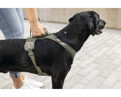 Ein großer Hund trägt ein Hundegeschirr mit gepolsterten Riemen und einem Haltegriff am Rücken, der von einer Hand gehalten wird.