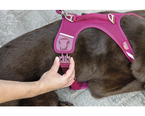 Eine Hand schliesst den Klickverschluss an einem Hundegeschirr aus Mesh-Gewebe, das ein brauner Hund trägt.