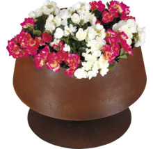 Pflanzschale aus Metall in Rostoptik mit Blumen bepflanzt.