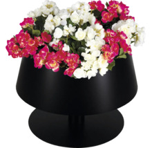Schwarze Pflanzschale auf Standfuß mit rosa und weißen Begonien.