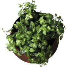 Künstliche Syngonium-Pflanze in rundem braunem Pflanztopf, Draufsicht.