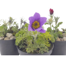 Pulsatilla Küchenschelle im Topf mit violetter Blüte und gefiedertem grünen Laub.