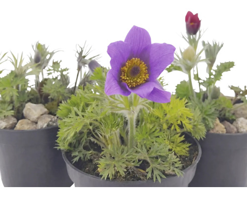 Pulsatilla Küchenschelle im Topf mit violetter Blüte und gefiedertem grünen Laub.