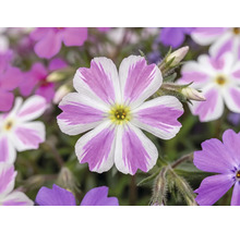 Polsterphlox Phlox subulata Twins H 5-15 cm Ø 13 cm Topf