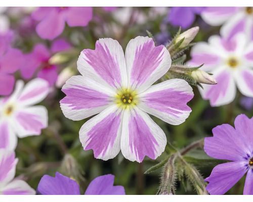 Polsterphlox Phlox subulata Twins H 5-15 cm Ø 13 cm Topf