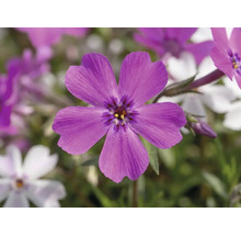 Polsterphlox Phlox subulata Twins H 5-15 cm Ø 13 cm Topf