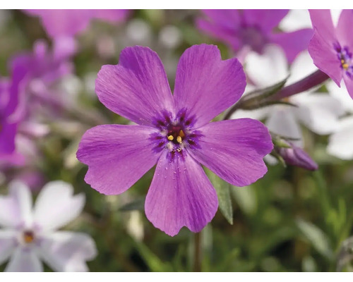 Polsterphlox Phlox subulata Twins H 5-15 cm Ø 13 cm Topf